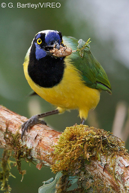 Green Jay b57-18-207.jpg